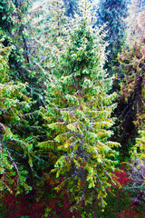Coniferous trees in forest in the mountains