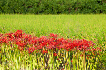 彼岸花が咲く風景
