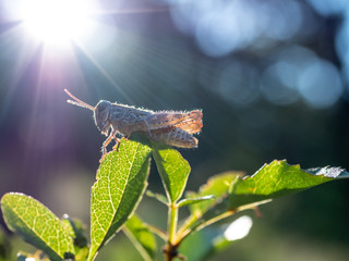 Grasshoppers close up photo. Grasshoppers in summer forest.