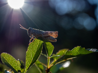 Grasshoppers close up photo. Grasshoppers in summer forest.