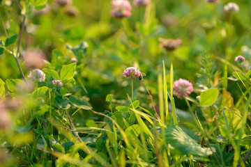 Clover Flowers in the field background. Blooming medicinal wild herb. Group of clover inflorescence in the meadow.