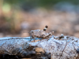 Grasshoppers close up photo. Grasshoppers in summer forest.