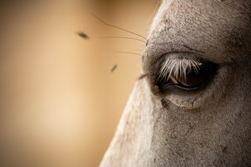 Close Up of Horse Eye Disturbed by Flies on Blurred Background. Copy Space