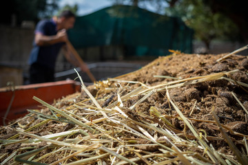 Close Up of Horse Manure on Blur Farm Environment Background