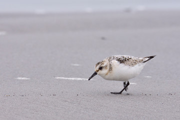 Sanderling an der Ostsee	