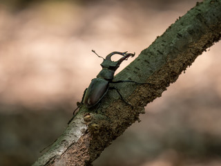 Lucanus cervus on tree. Lucanus cervus closeup photo.