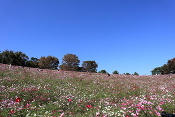 コスモスの風景