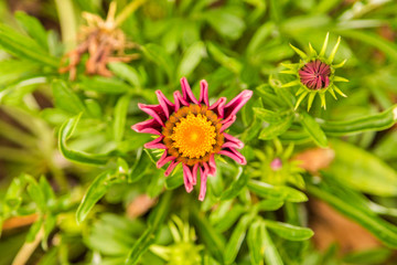 Nature White Daisy Flowers