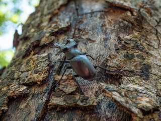 Lucanus cervus on tree. Lucanus cervus closeup photo.