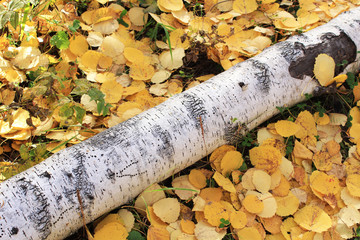 The trunk of a felled birch lies on fallen leaves. Autumn.