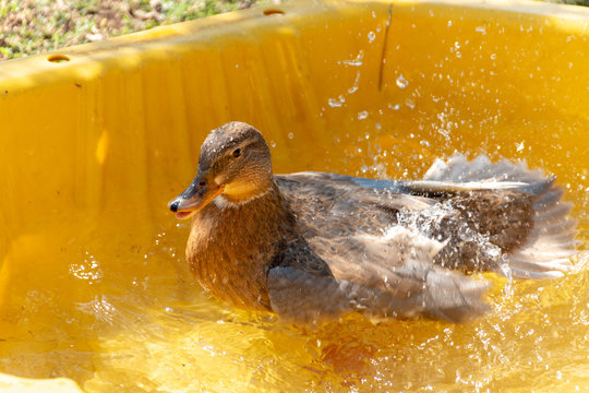 A Duck Bathing