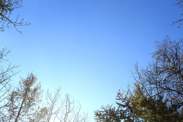  The tops of the trees against the blue sky.