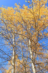  The tops of long birches against the blue sky.