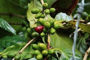 cherries on tree