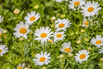 Obraz premium Nature White Daisy Flowers
