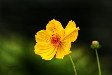 yellow flower on green background