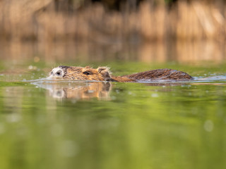 The coypu (Myocastor coypus) in water.