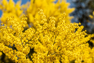 Obraz premium Mimosa flower at spring, beautiful