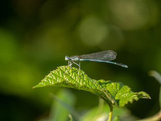 The vagrant darter close up.