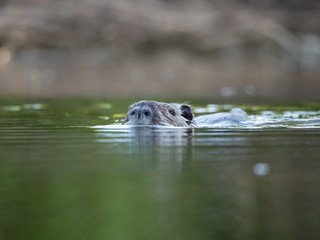 The coypu (Myocastor coypus) in water.