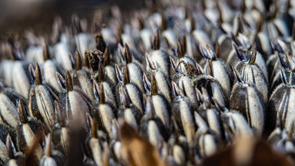 Semillas de girasol a punto de ser recolectadas