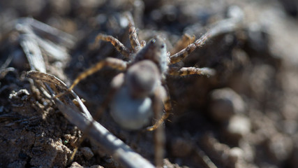 Macro de una araña transportando sus huevos