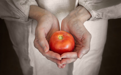 A country woman, a farmer is holding one red and juicy tomato in her hands. She just picked the fruit in the vegetable garden