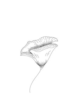 4 325 Best Morning Glory Vector Images Stock Photos Vectors Adobe Stock