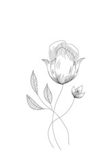 flowers, tulip line expand icon on white background
