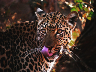 Leopard in South Africa