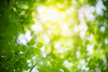 Nature of green leaf in garden at summer. Natural green leaves plants using as spring background...
