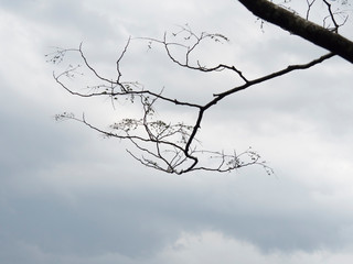 曇り空と木の枝