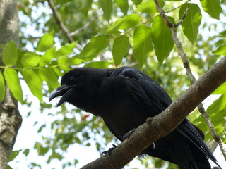 corbeau perché sur un branche bec ouvert