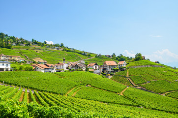 Amazing landscape in the Lavaux wine region, Switzerland. The wine-growing area by Lake Geneva. Green vineyard on a slope by the famous lake. The area by villages Villette, Epesses and Riex