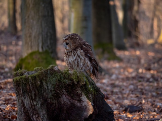 Tawny owl (Strix aluco) in spring forest. Tawny owl sits on tree. Tawny owl and sping background.