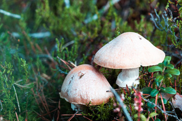 Forest mushrooms