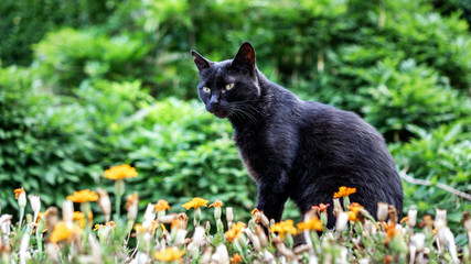 black cat sits amid greenery, flowers and looks into the distance