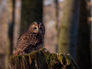 Tawny owl (Strix aluco) in spring forest. Tawny owl sits on tree. Tawny owl and sping background.