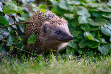 Igel im Gebüsch auf Nahrungssuche
