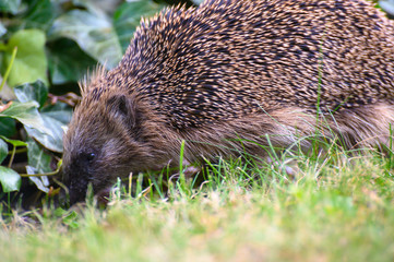 igel auf Wiese bei Nahrungssuche