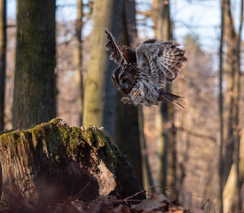 Tawny owl (Strix aluco) in flyght in spring forest. Tawny owl flying. Tawny owl and spring background.