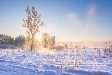 Sunny winter morning landscape. Amazing winter scene with bright sun through trees and mist. Christmas time. Xmas