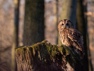 Tawny owl (Strix aluco) in spring forest. Tawny owl sits on tree. Tawny owl and sping background.