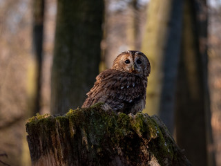Tawny owl (Strix aluco) in spring forest. Tawny owl sits on tree. Tawny owl and sping background.