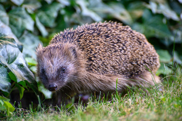 igel auf Wiese bei Nahrungssuche