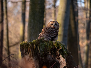 Tawny owl (Strix aluco) in spring forest. Tawny owl sits on tree. Tawny owl and sping background.