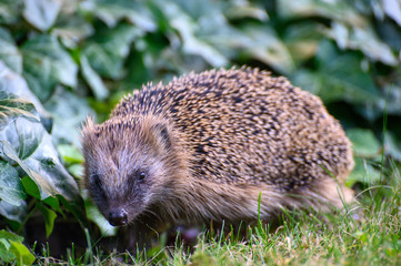 igel auf Wiese bei Nahrungssuche