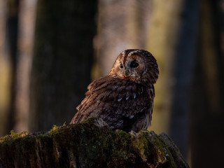 Tawny owl (Strix aluco) in spring forest. Tawny owl sits on tree. Tawny owl and sping background.