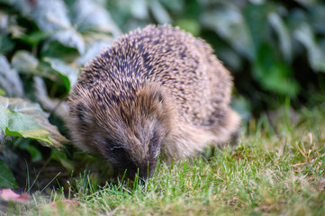 igel auf Wiese bei Nahrungssuche
