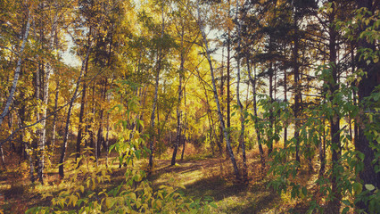 Autumn landscape in the park in the sunny day